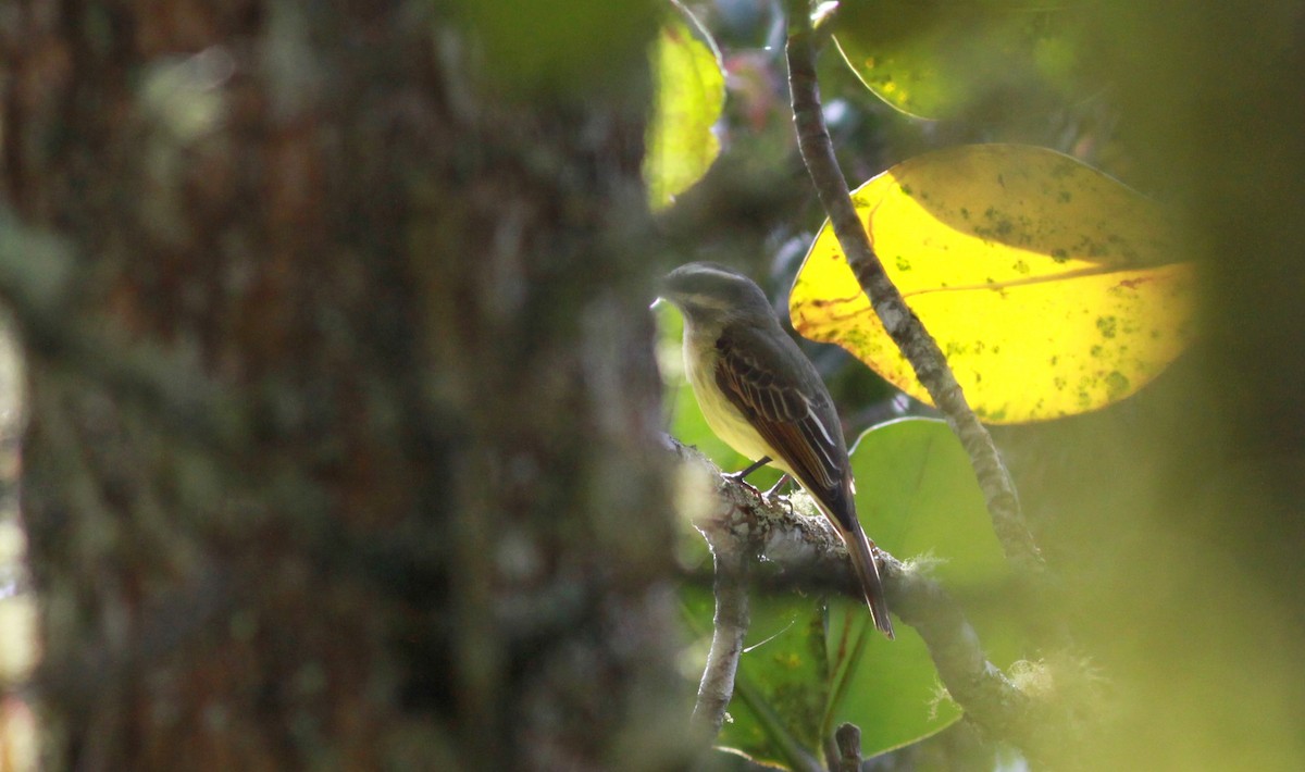 Golden-bellied Flycatcher - ML22091431