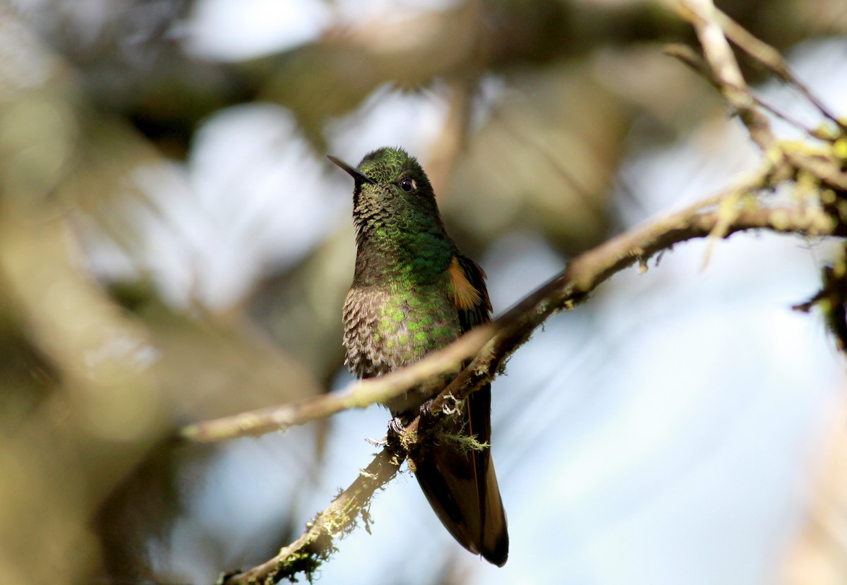 Colibrí Colihabano - ML22091501