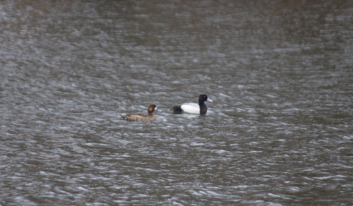 Lesser Scaup - Fred Seifert