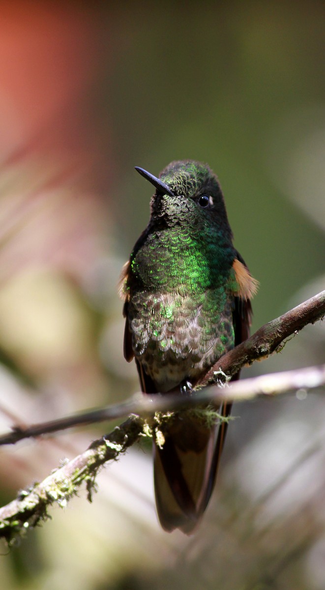 Buff-tailed Coronet - Jay McGowan