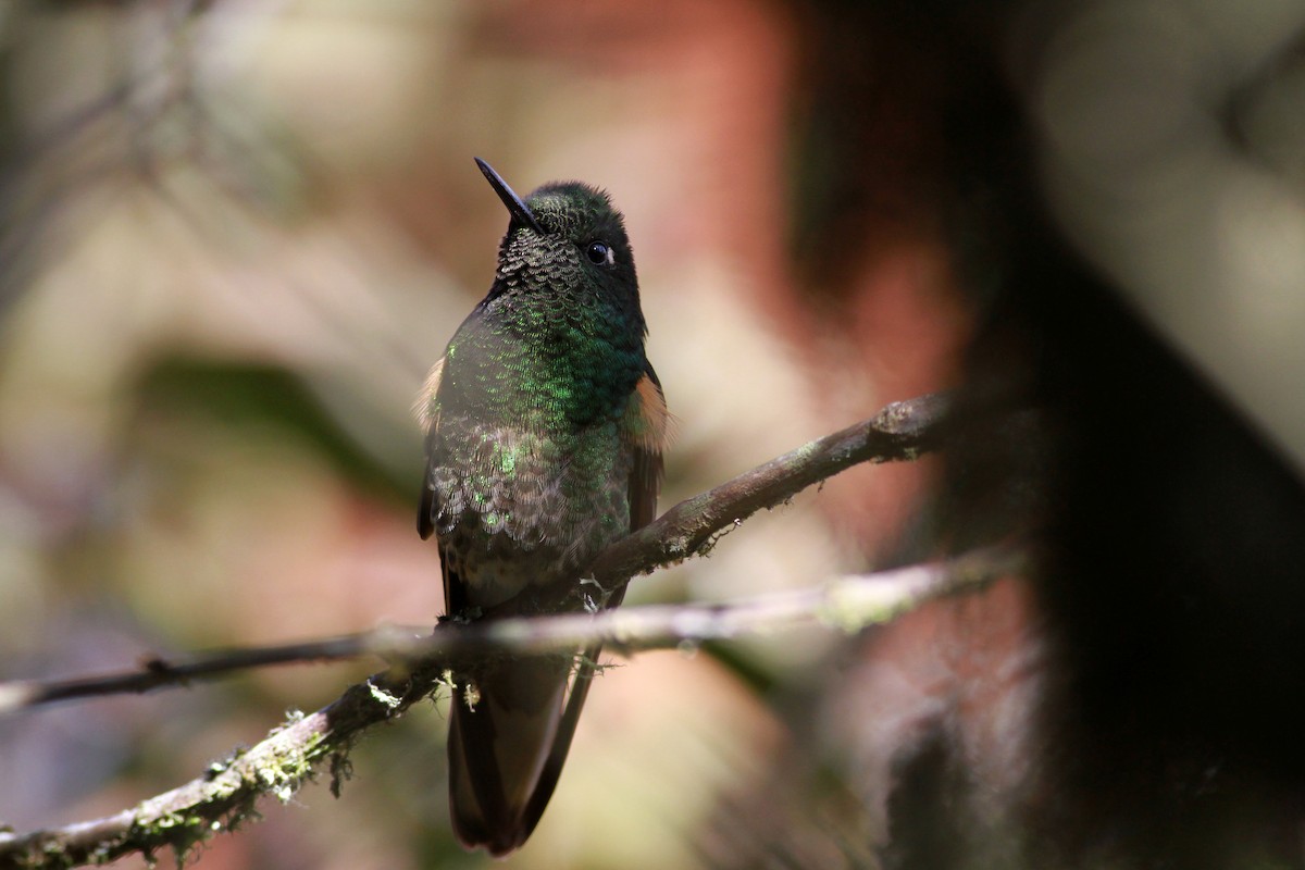 Colibrí Colihabano - ML22091561