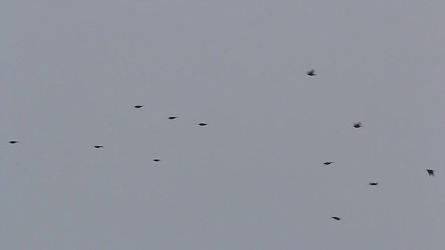 Icteridae, unbestimmt - ML220915701