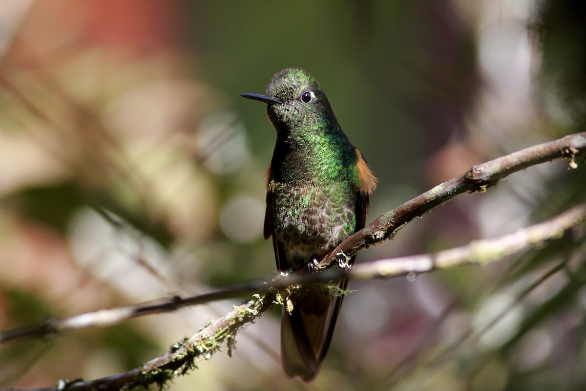 Colibrí Colihabano - ML22091581