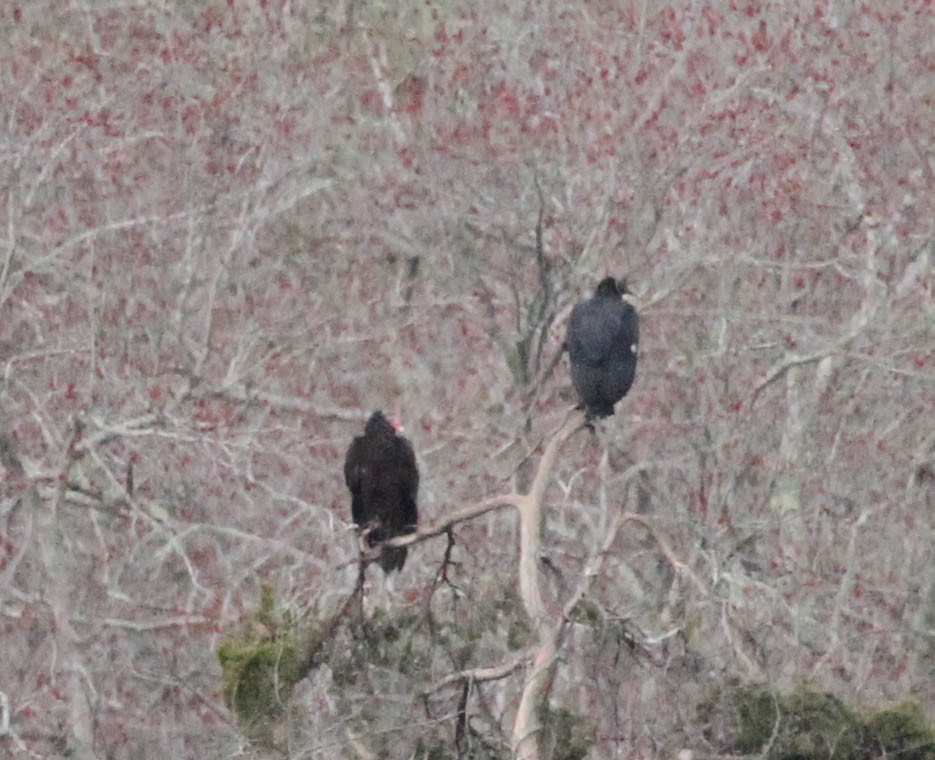 Black Vulture - ML220916801