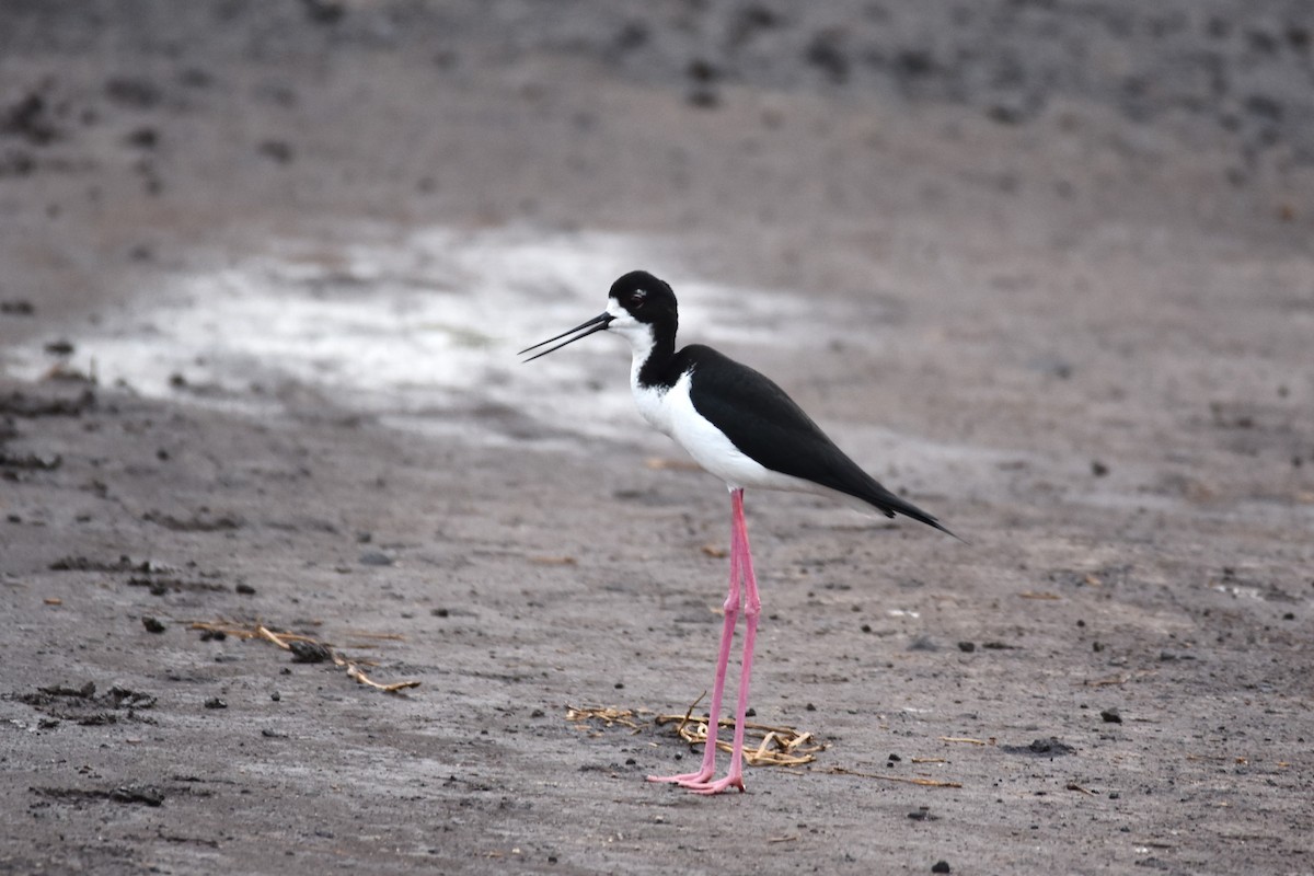 Black-necked Stilt - ML220917931