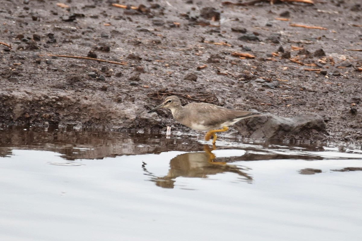 Wandering Tattler - ML220918031