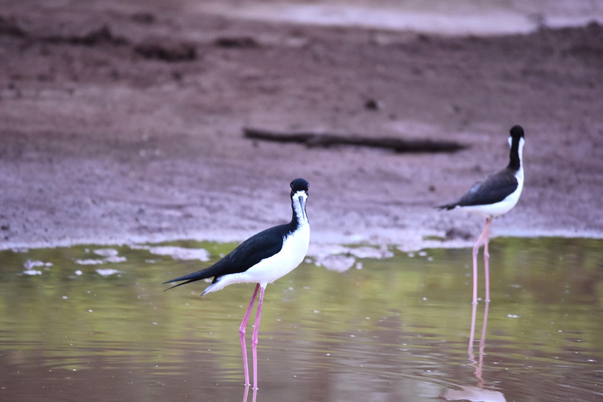 Black-necked Stilt - ML220918131