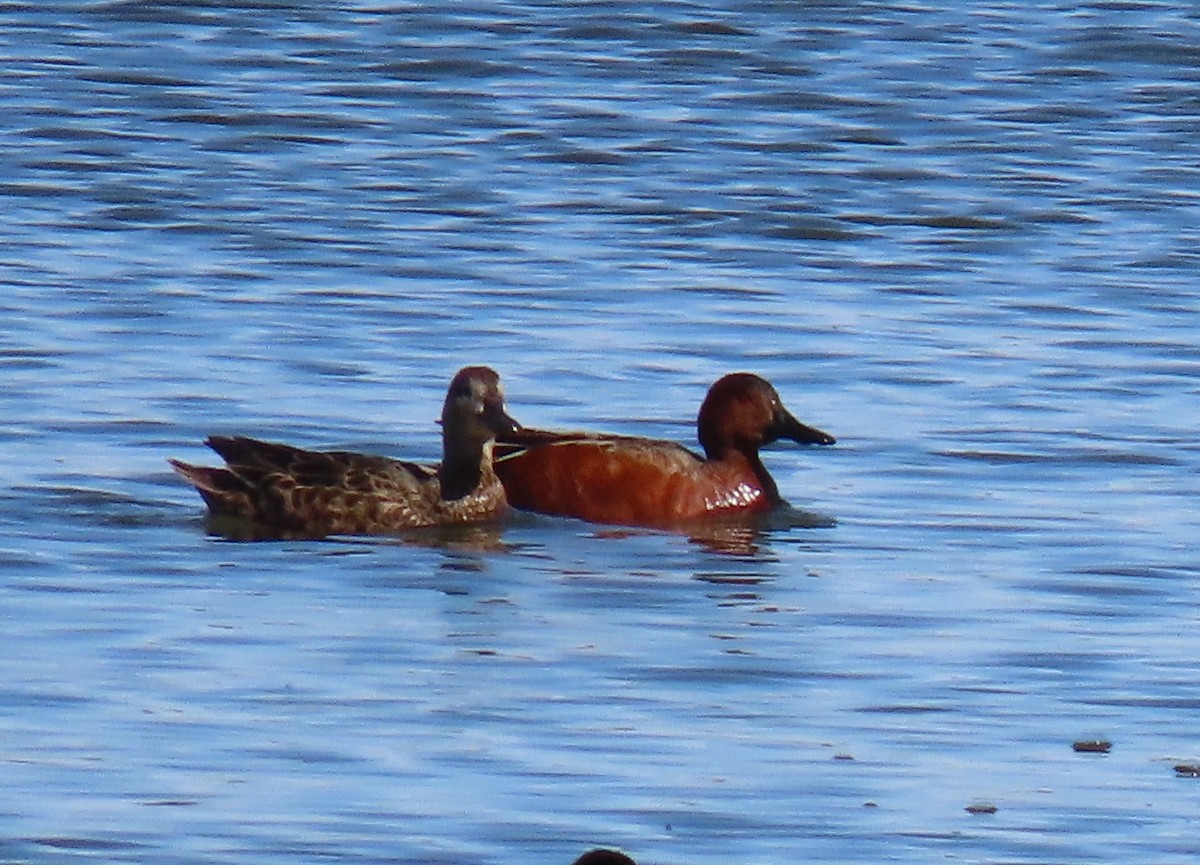 Cinnamon Teal - ML220919161