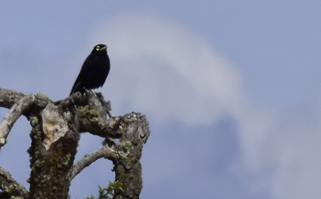 Spectacled Tyrant - ML220919851