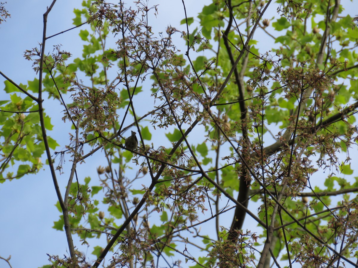 Pine Warbler - ML220920101
