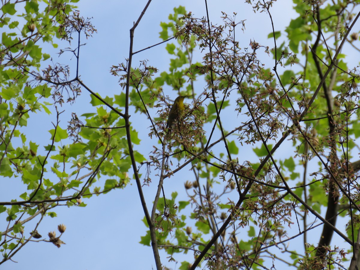 Pine Warbler - ML220920121