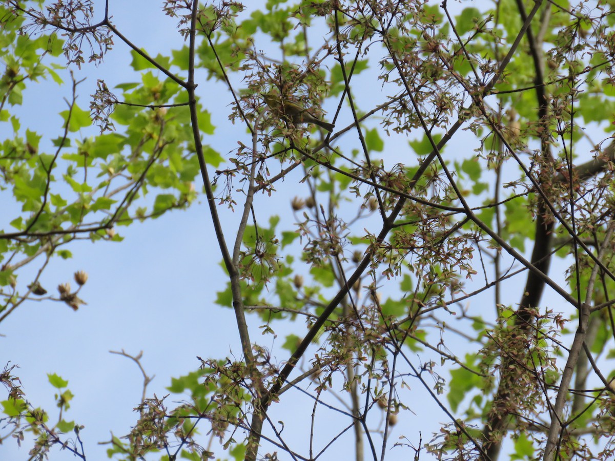 Pine Warbler - ML220920141