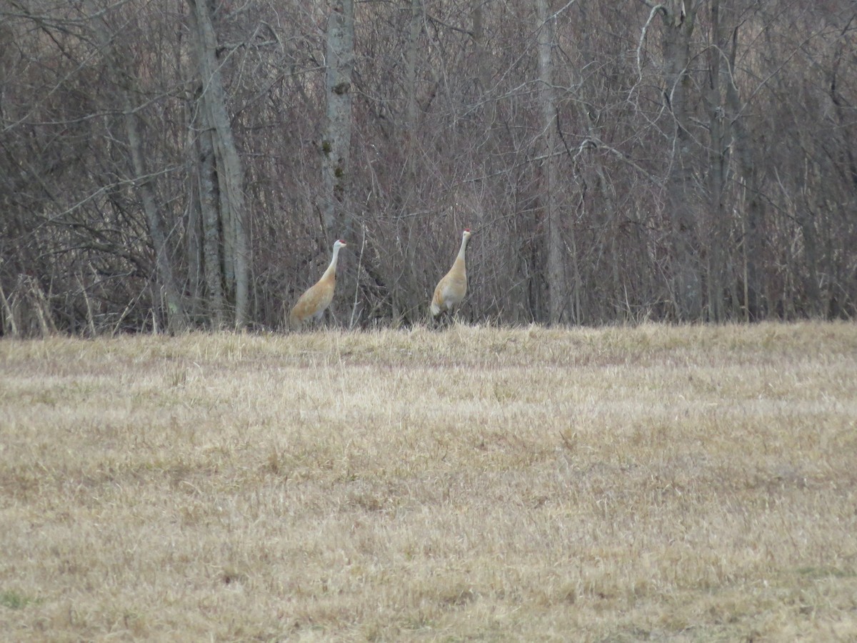 Sandhill Crane - ML220920401