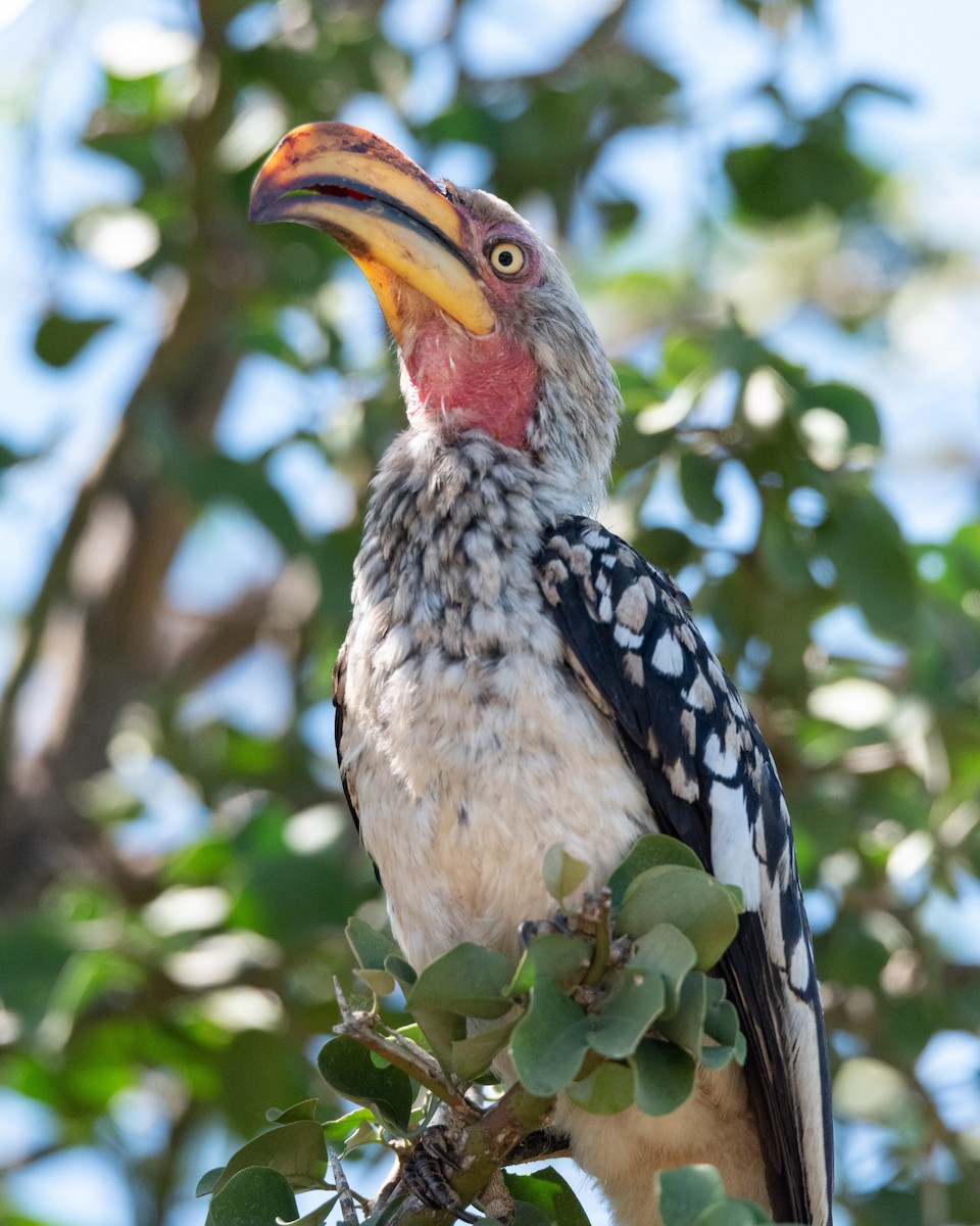 Southern Yellow-billed Hornbill - ML220920521