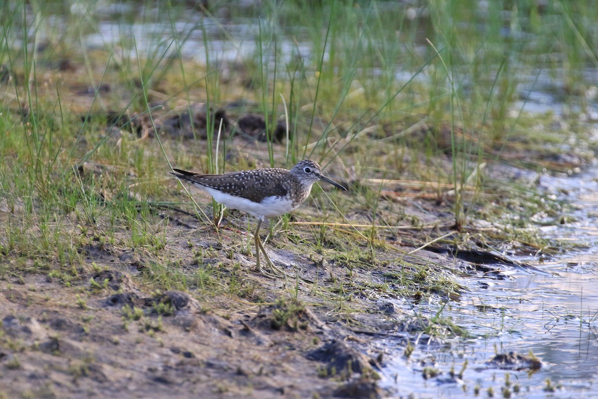 Solitary Sandpiper - ML220920841