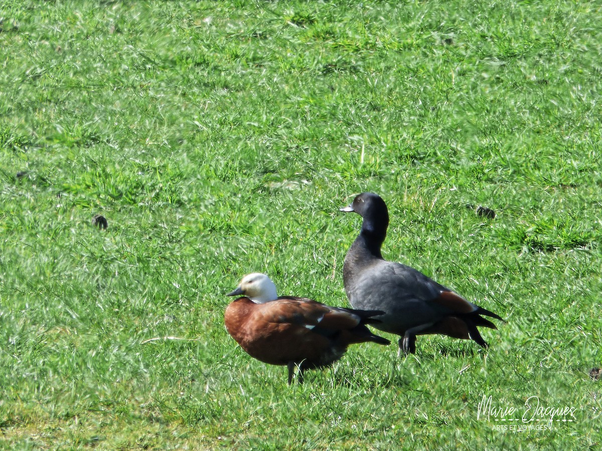 Paradise Shelduck - ML220921501