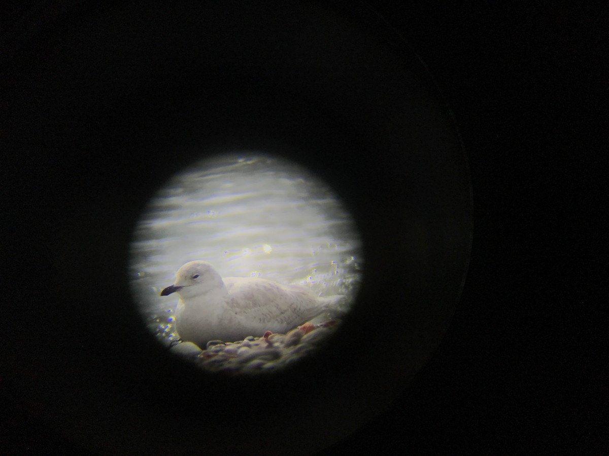 Iceland Gull - Eli Holton