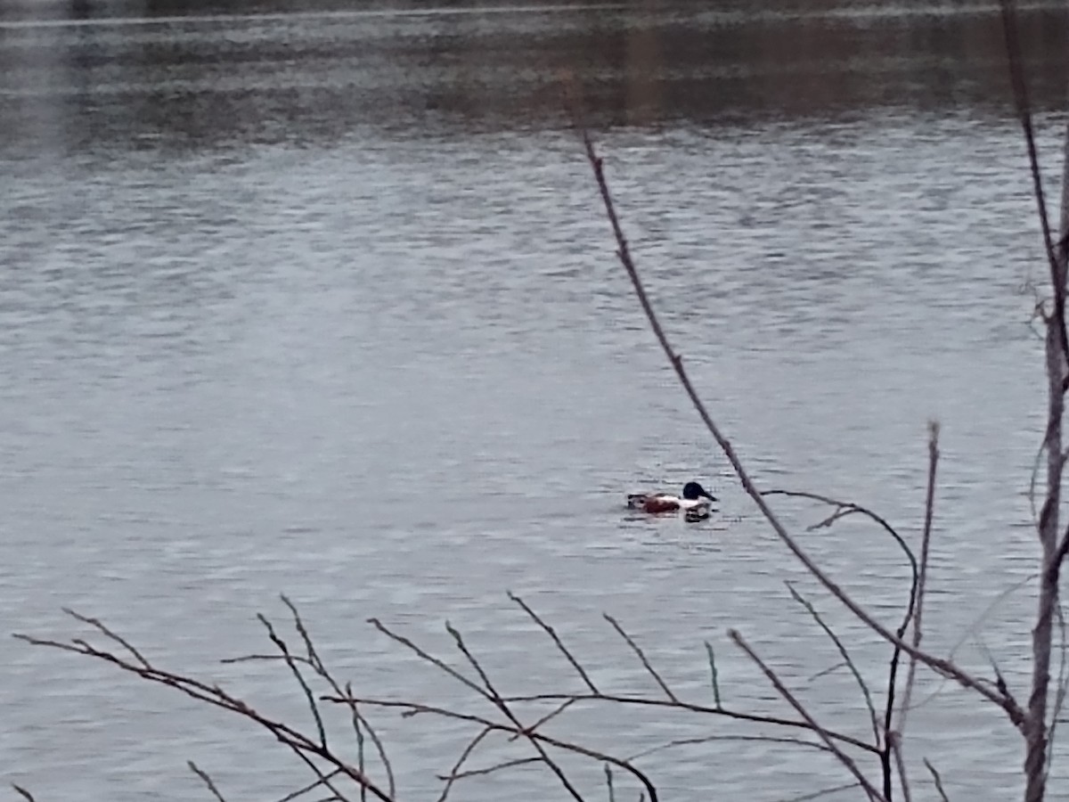 Northern Shoveler - ML220925511