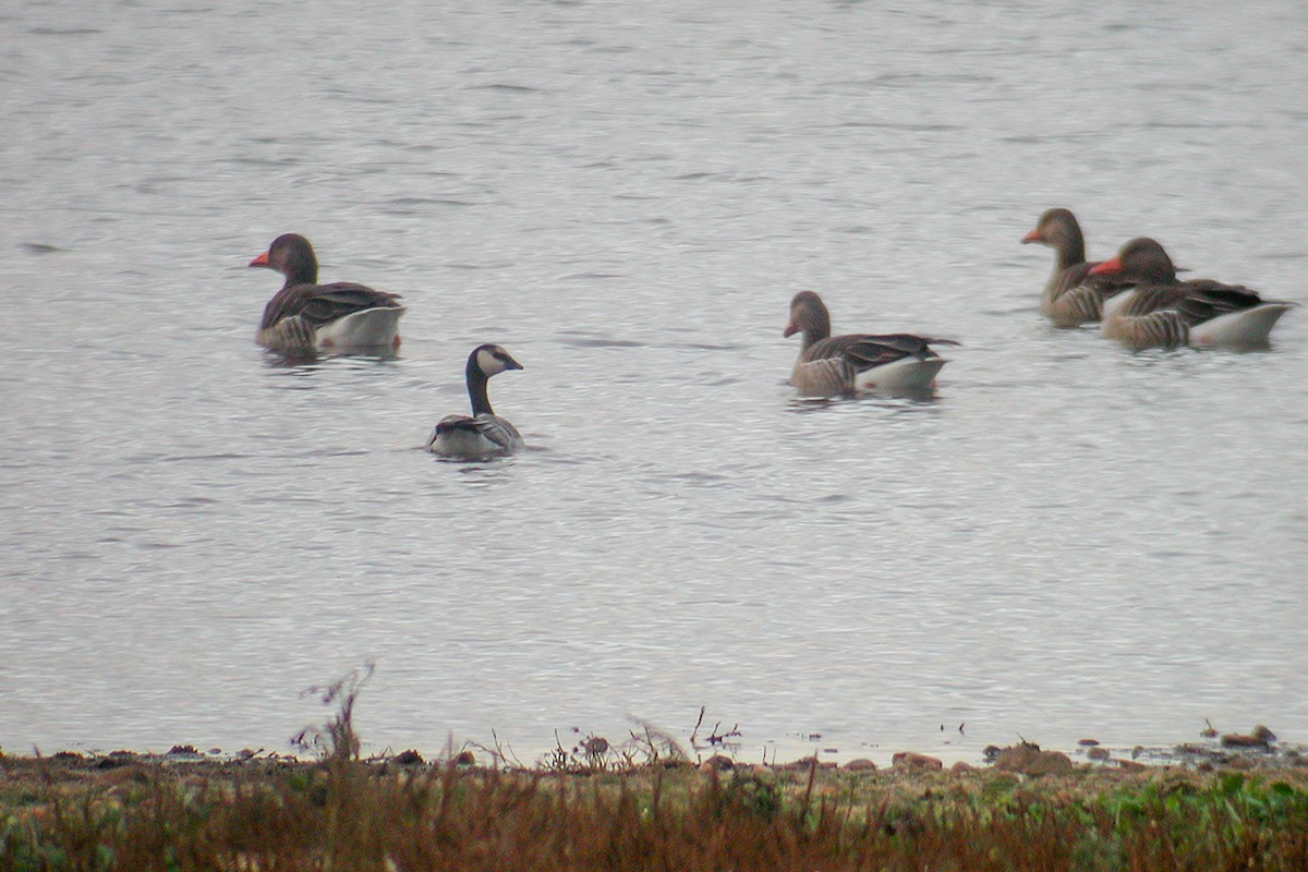 Barnacle Goose - ML220925921