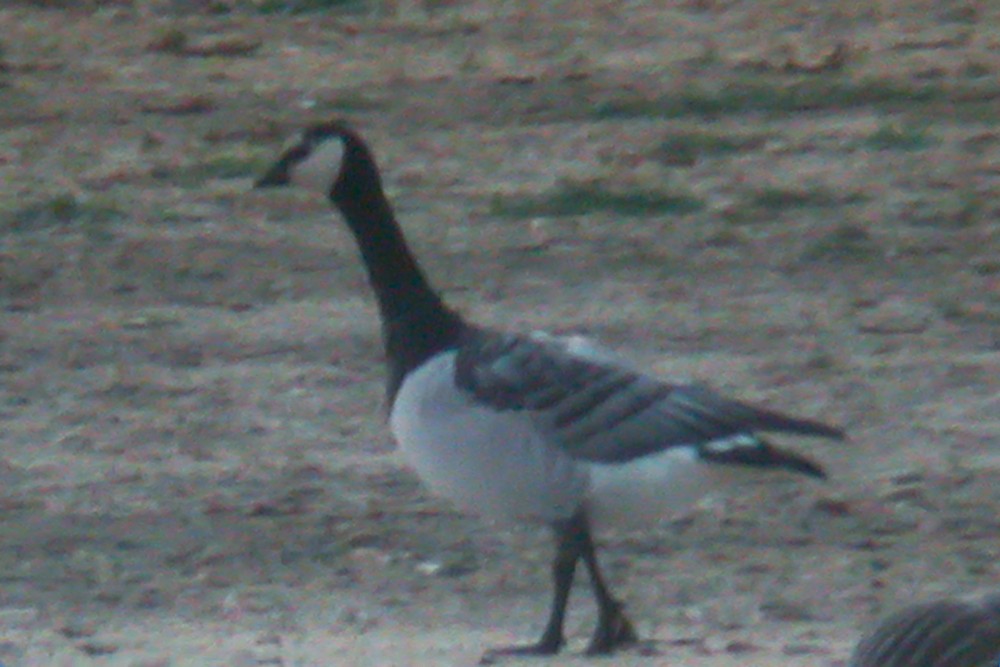 Barnacle Goose - ML220926121