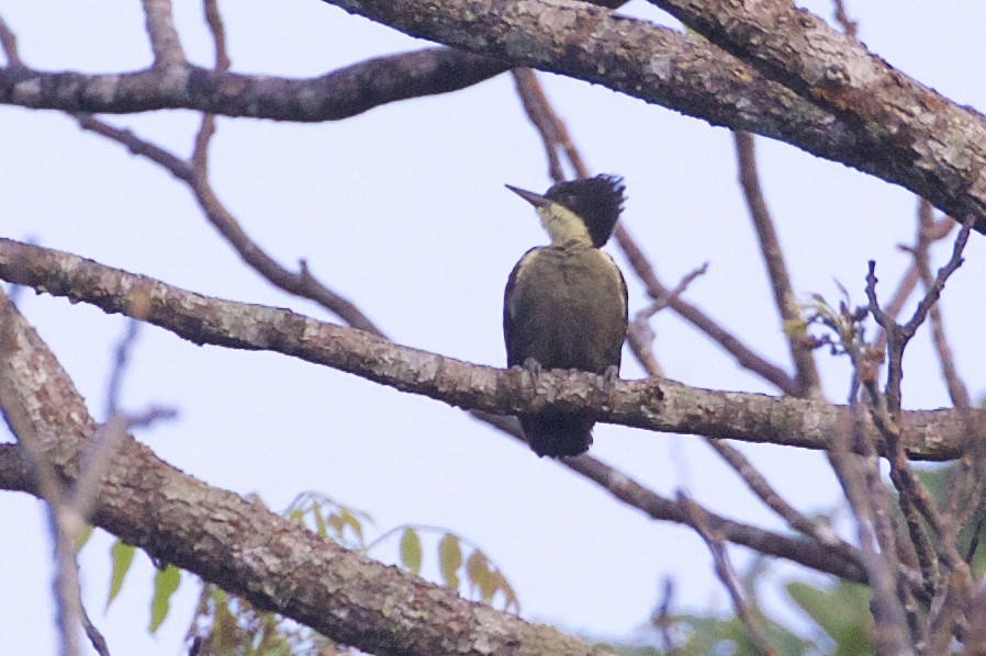 Heart-spotted Woodpecker - ML220928501
