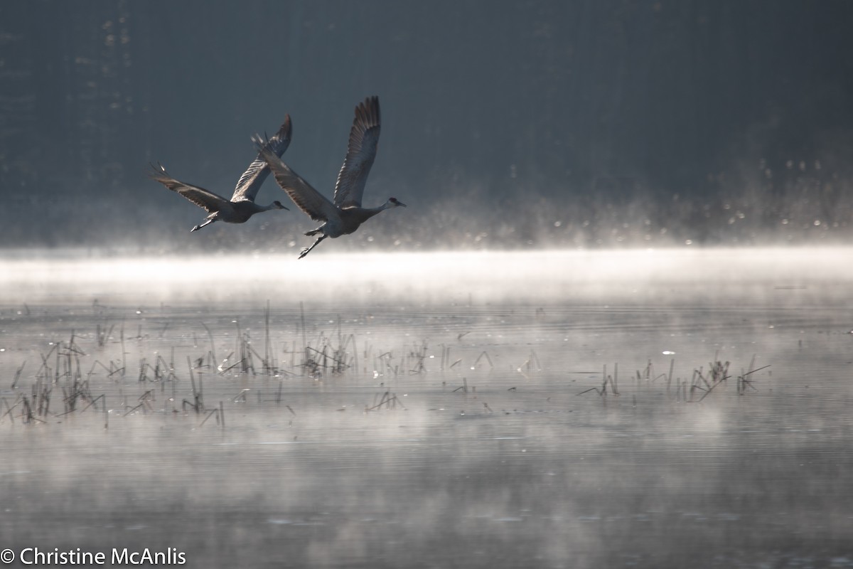 Sandhill Crane - ML220930801