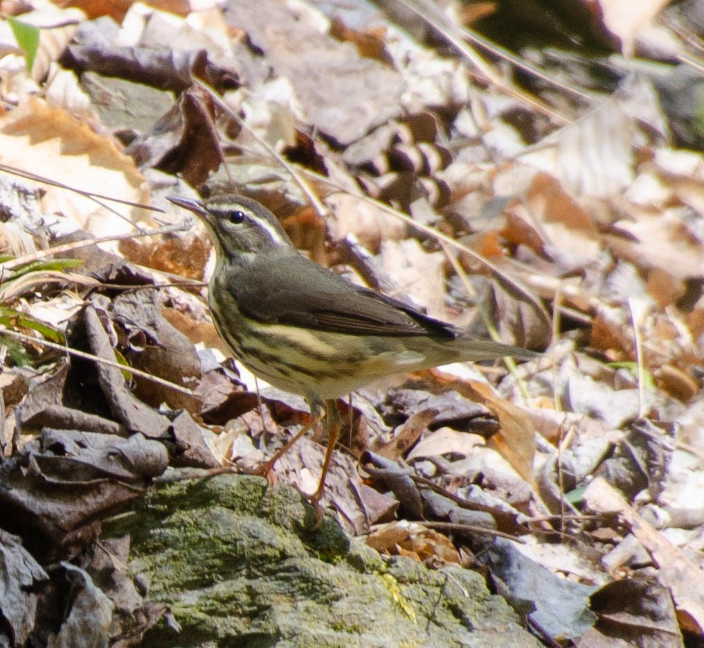 Louisiana Waterthrush - ML220931451