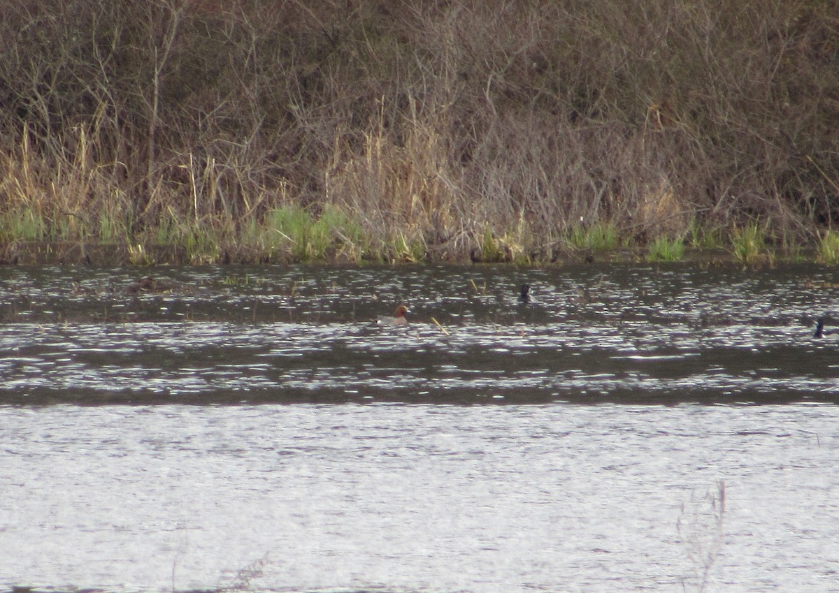 Eurasian Wigeon - ML220931871