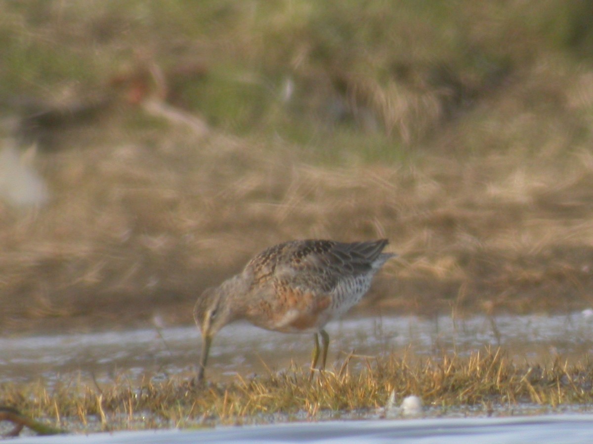 Long-billed Dowitcher - ML220931961