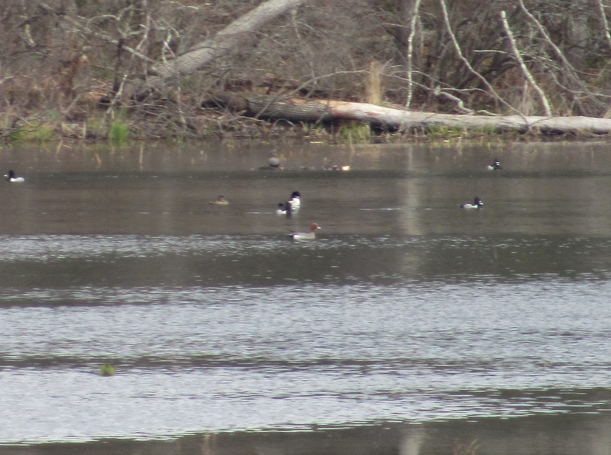 Eurasian Wigeon - ML220932461