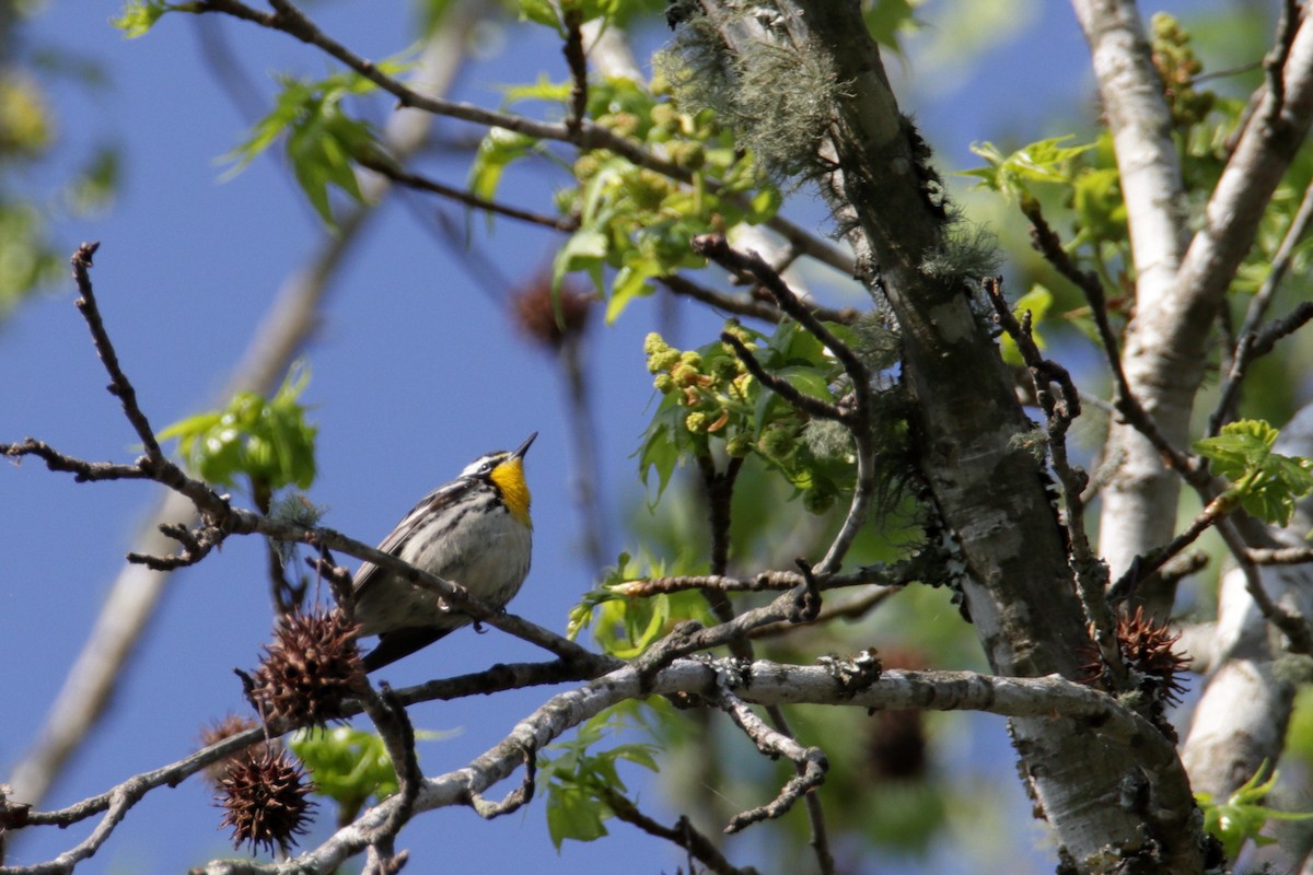 Yellow-throated Warbler (dominica/stoddardi) - ML220932571