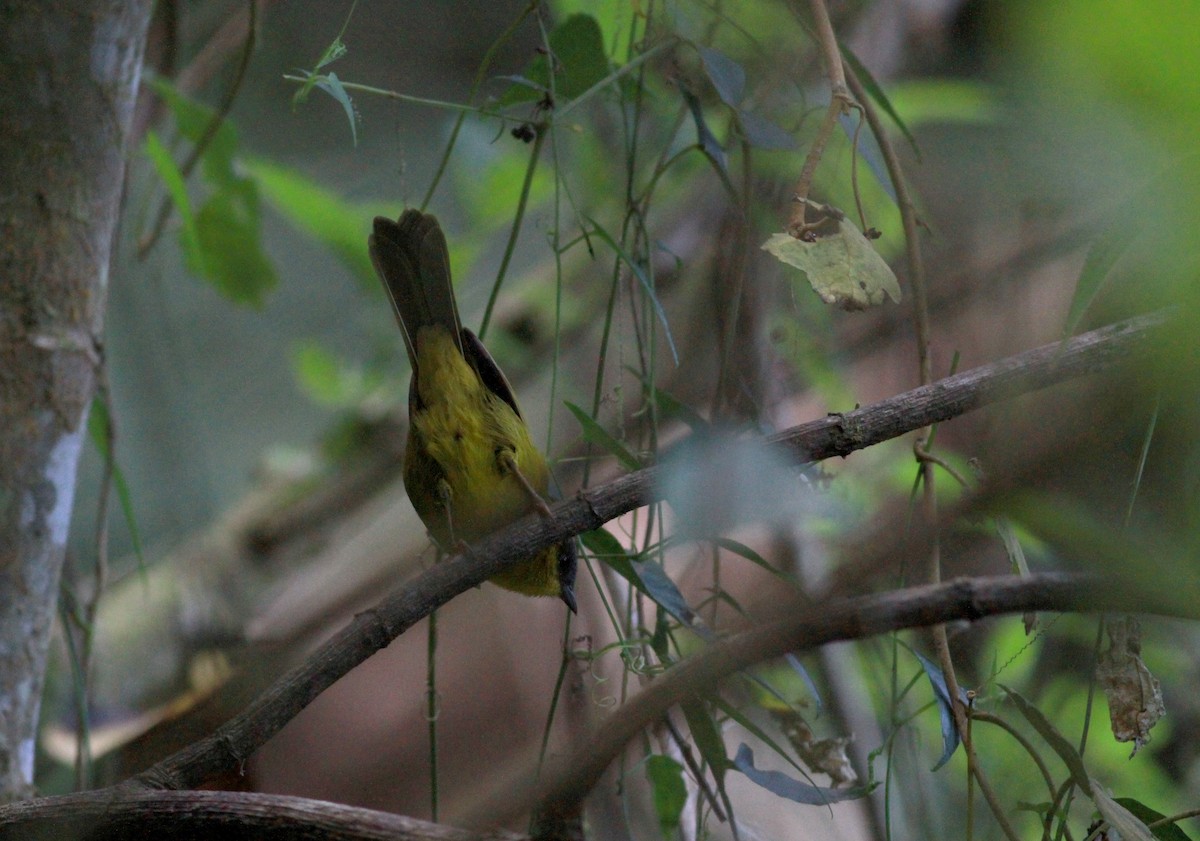 Gray-capped Hemispingus - ML22093341