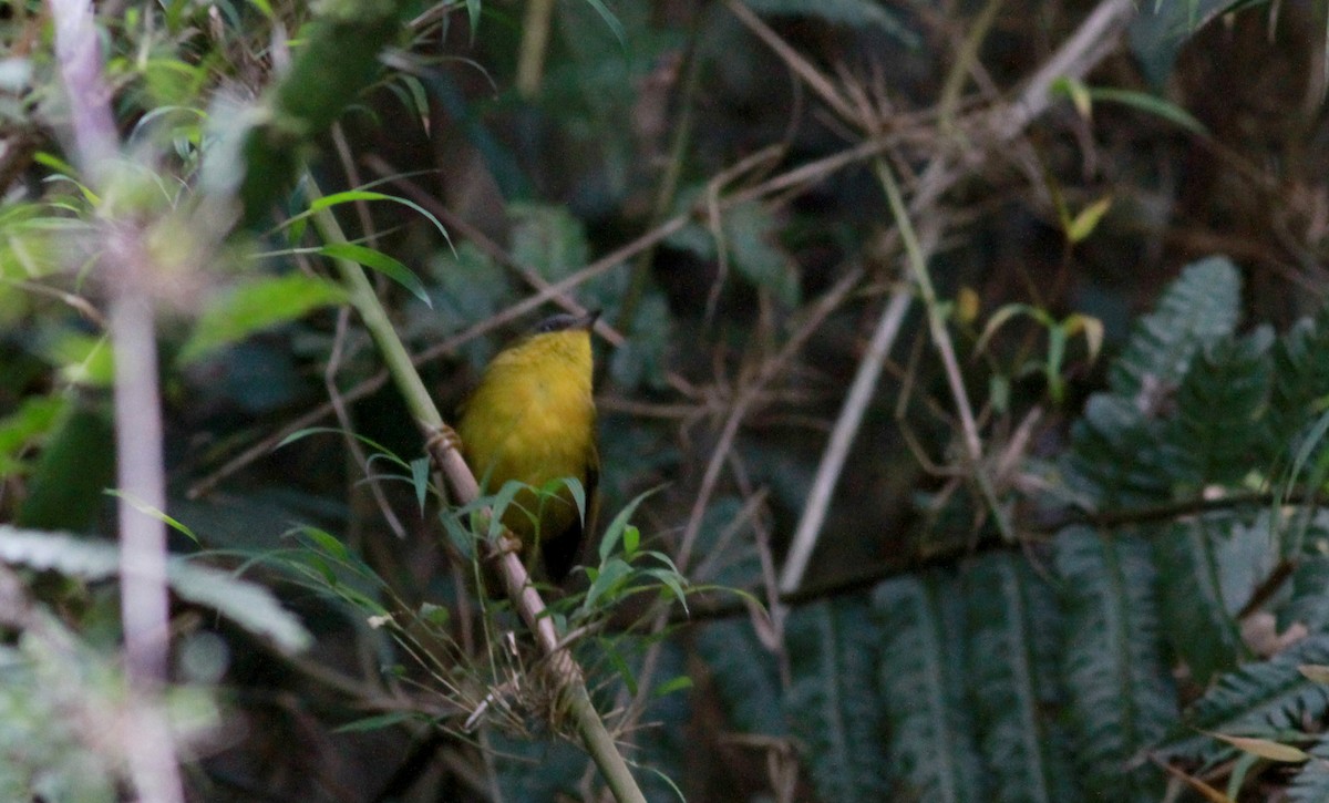 Gray-capped Hemispingus - Jay McGowan