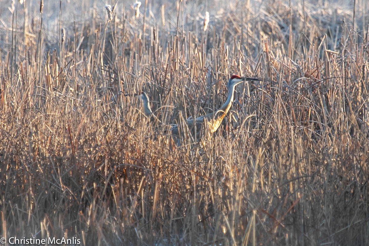 Sandhill Crane - ML220934291