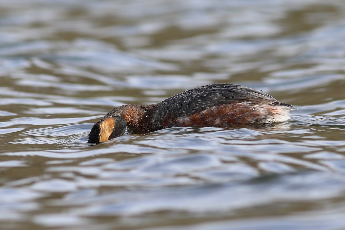 Horned Grebe - ML220934971