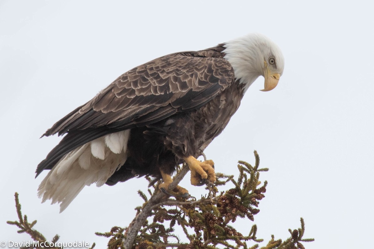 Bald Eagle - David McCorquodale