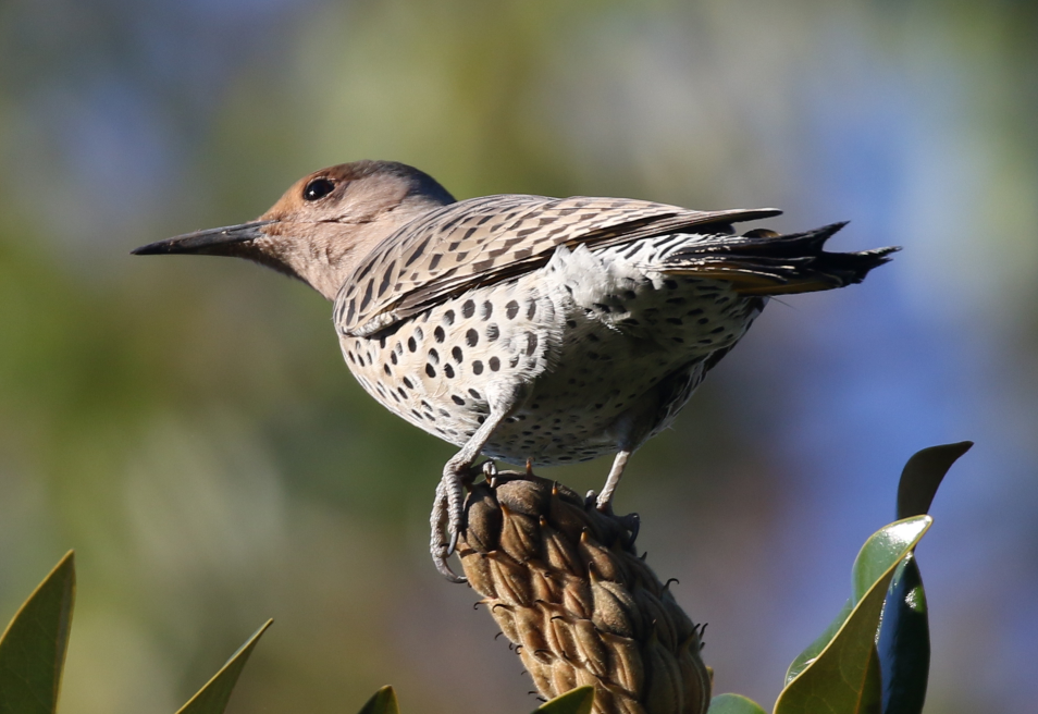 Northern Flicker - ML22093521