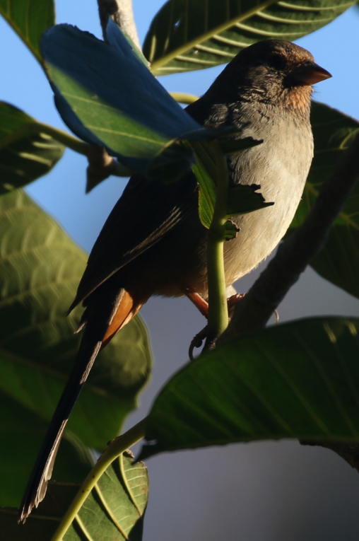 California Towhee - ML22093541