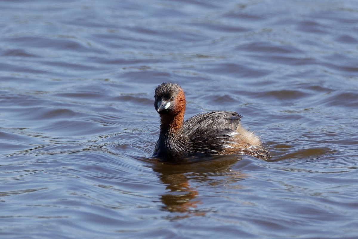 Little Grebe - ML220936461