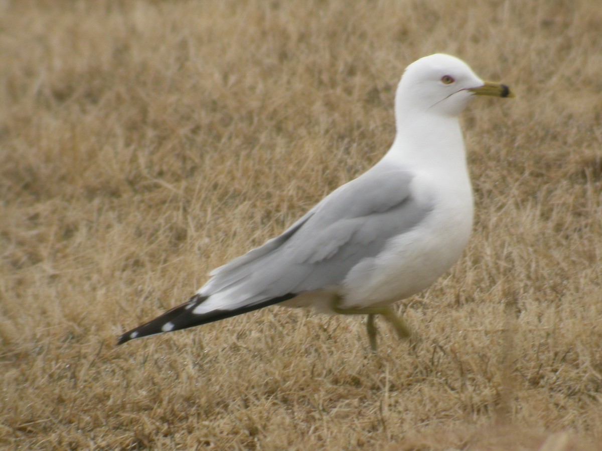 Ring-billed Gull - Brynjúlfur Brynjólfsson