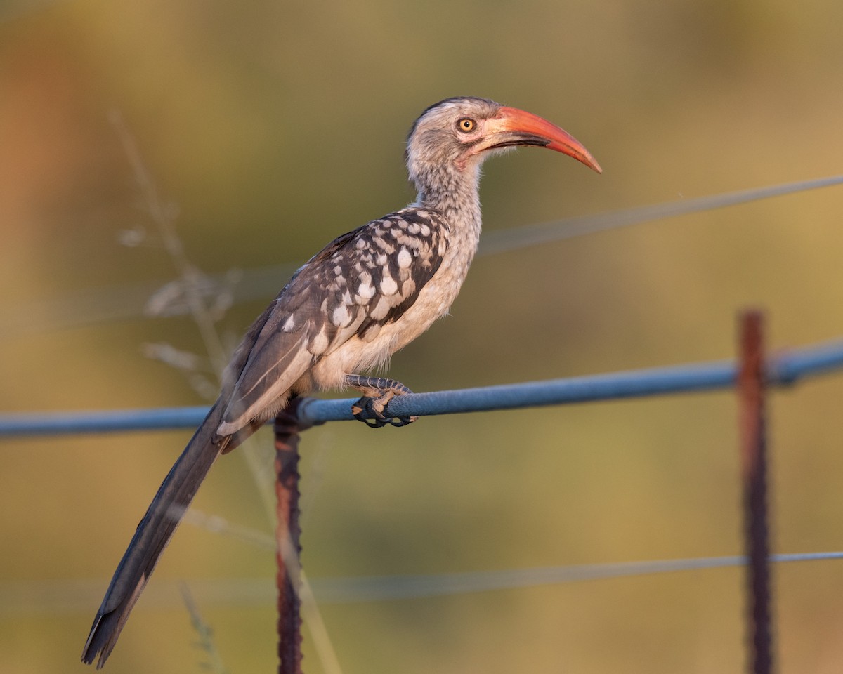 Southern Red-billed Hornbill - Alistair Routledge