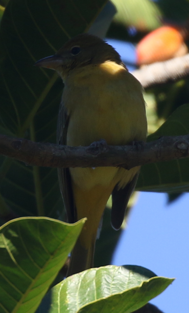 Summer Tanager - ML22093801