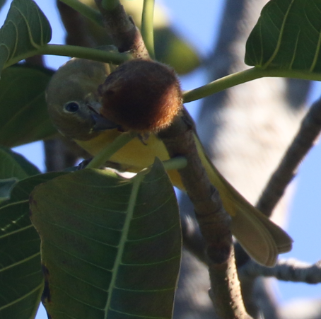 Summer Tanager - ML22093811