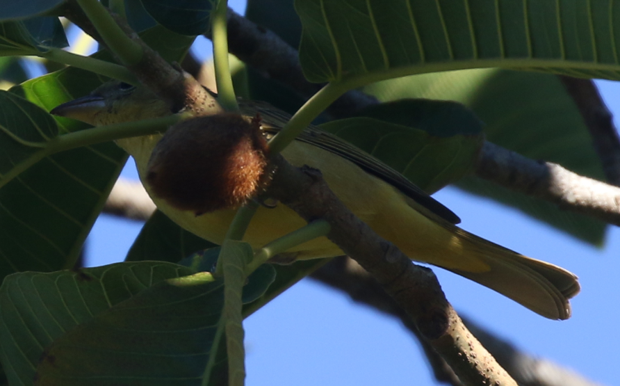 Summer Tanager - ML22093821