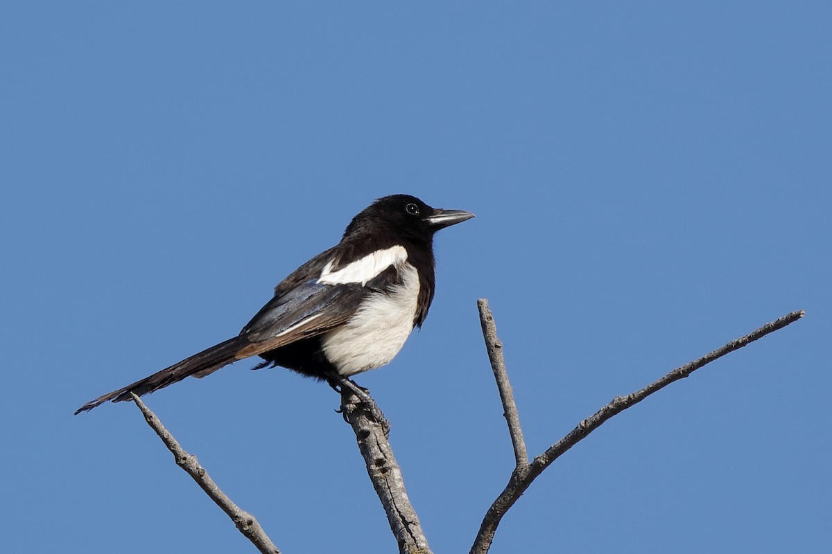 Eurasian Magpie - ML220938451