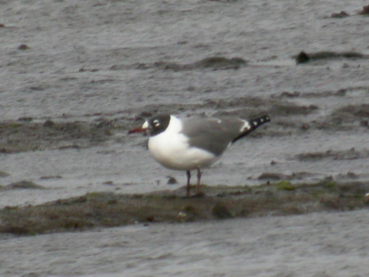 Laughing Gull - ML220939661