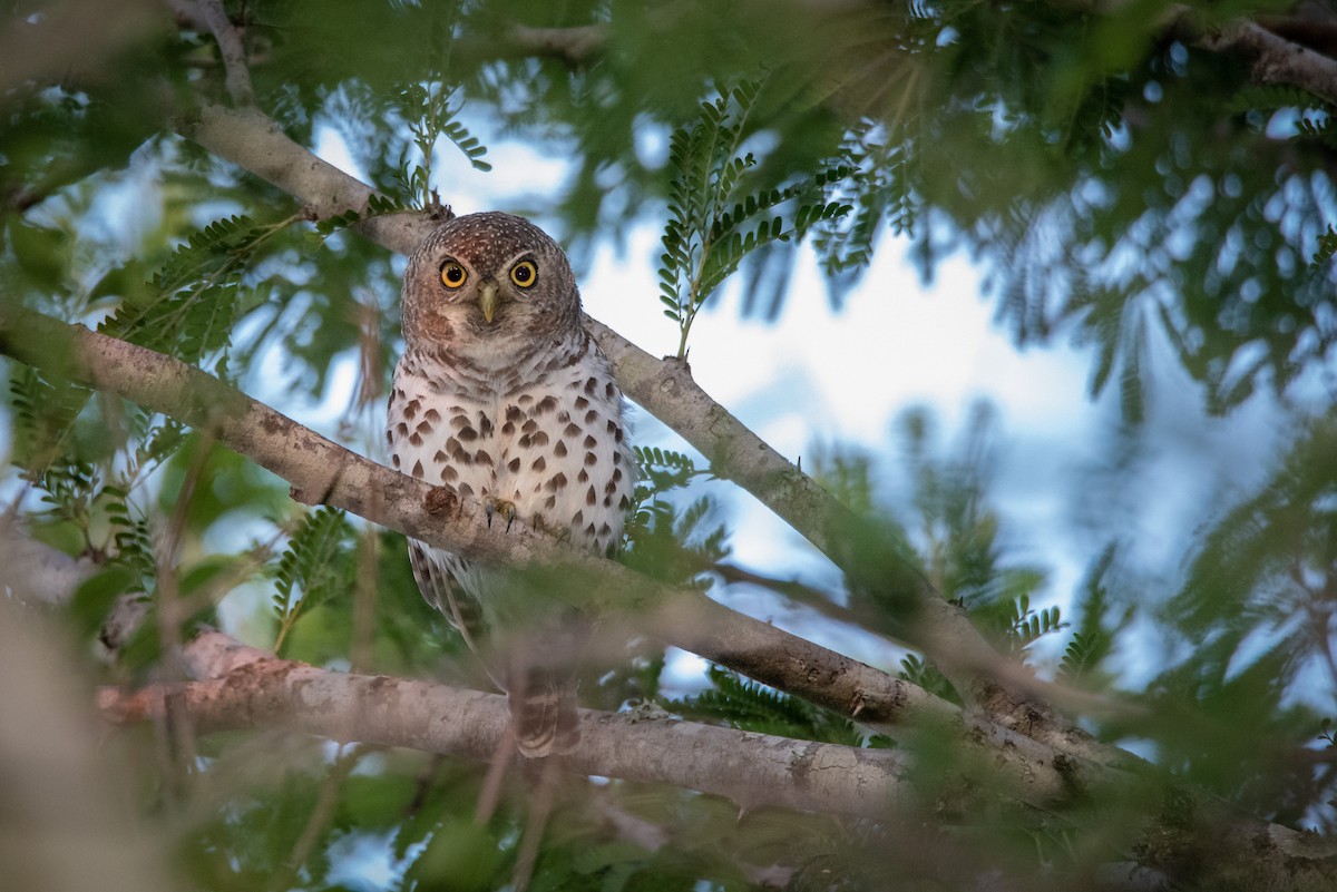 African Barred Owlet - ML220940241