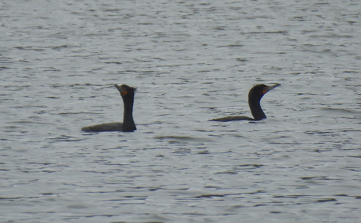 Double-crested Cormorant - ML220941211