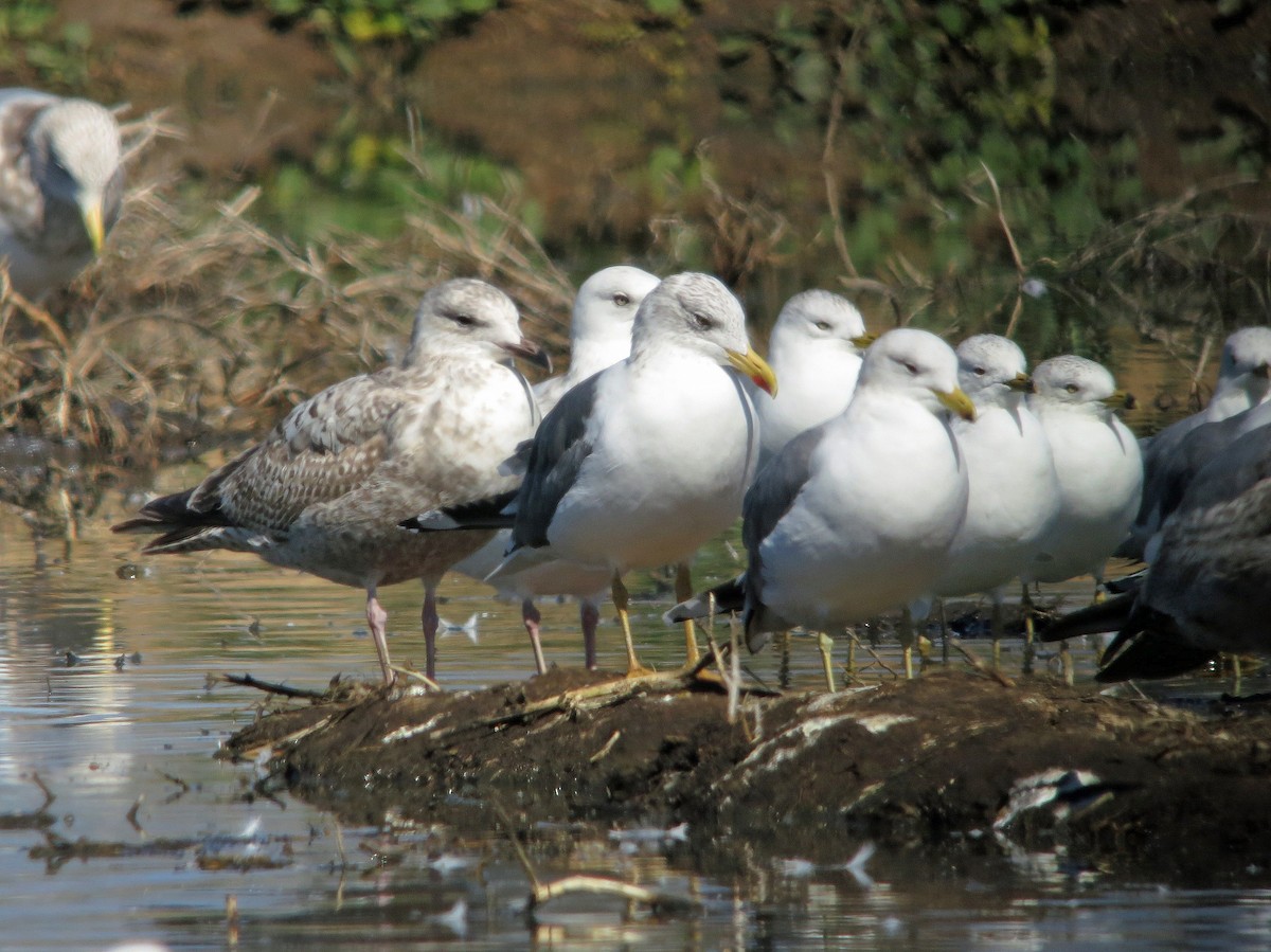 Lesser Black-backed Gull - ML220941331