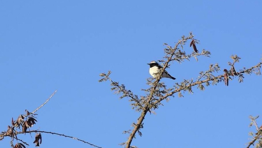 Pied Wheatear - ML220943631